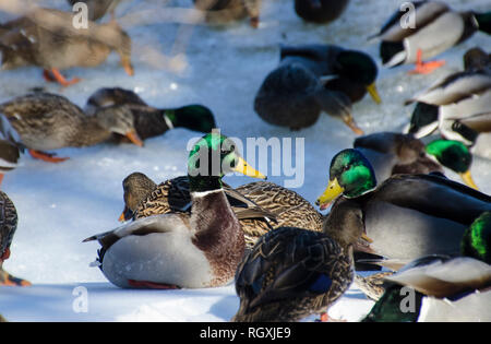 Zwei Enten Stockente, Anas platyrhynchos, mit helle grüne Köpfe Essen auf der eisigen Fluss, Maine, USA Stockfoto