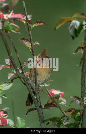 Coy weiblichen Kardinal hocken in einem rosa blühende Hartriegel Baum mit grünem Hintergrund, Missouri, USA Stockfoto