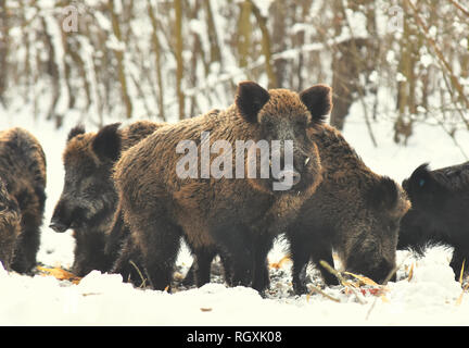 Wildschweine Wildschweine Essen Mais im Winter verschneite Wald Stockfoto