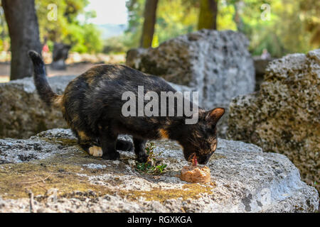 Ein streunender kurzen Haaren schildpatt Katze frisst ein Essen auf einem Stein unter den antiken Ruinen von Olympia, Griechenland gelegt. Stockfoto