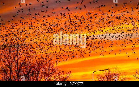 Stare. Eine murmuration oder Herde von Staren bei Sonnenuntergang in Fliegen in Bäumen zu Roost. Flamme rot und orange Sonnenuntergang mit Bäumen in dunklen Silhouette. Stockfoto