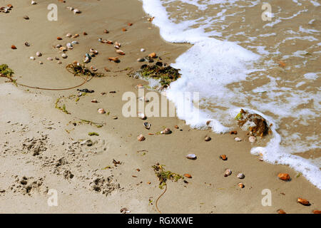 Wellen am Strand mit Muscheln und Algen Stockfoto