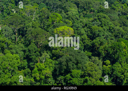 Üppige, primäre Regenwald Baldachin von oben gesehen, im Danum Valley Regenwald, Sabah, Borneo, Malaysia. Stockfoto