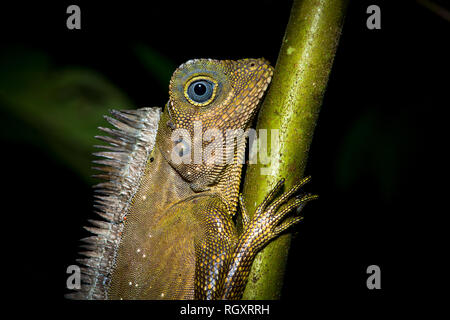 Der Kopf einer Borneo-Winkeleidechse auf einem Ast bei Nacht im Danum Valley Rainforest, Sabah, Borneo, Malaysia. Stockfoto