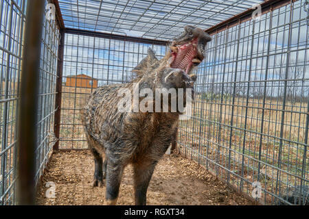 Wildschwein in der Falle, die riesigen Zähne Stockfoto