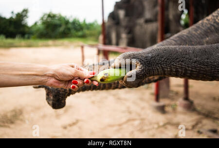 Hand mit Bananen füttern Elefanten. Die Hand des Menschen ernähren die Banane die Elephant Trunk in Park Der Zoo. Die gemeinsame Nutzung und die Liebe. Stockfoto