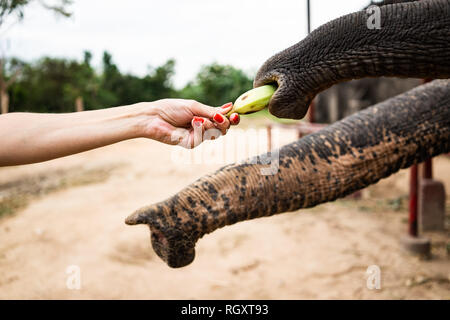 Hand mit Bananen füttern Elefanten. Die Hand des Menschen ernähren die Banane die Elephant Trunk in Park Der Zoo. Die gemeinsame Nutzung und die Liebe. Stockfoto