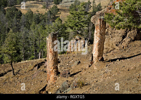 WY 03085-00 ... WYOMING - Die Stämme zwei Bäume in der alten Versteinerten Wald auf der Schulter von Speciman Ridge im Yellowstone National Park. Stockfoto