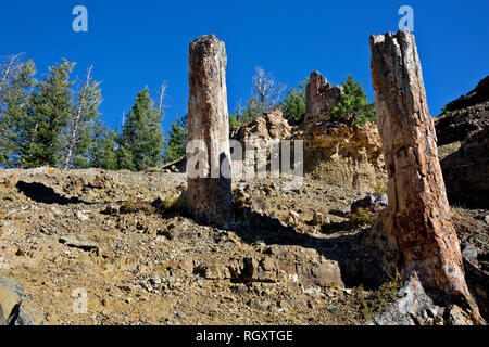 WY 03085-00 ... WYOMING - Die Stämme zwei Bäume in der alten Versteinerten Wald auf der Schulter von Speciman Ridge im Yellowstone National Park. Stockfoto