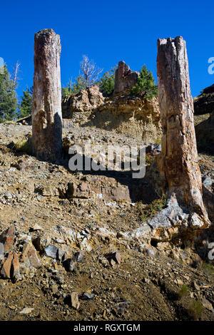 WY 03089-00 ... WYOMING - Die Stämme zwei Bäume mit einem großen Baumstumpf aus Redwood Tree in der alten Versteinerten Wald auf der Schulter von Speciman R Stockfoto