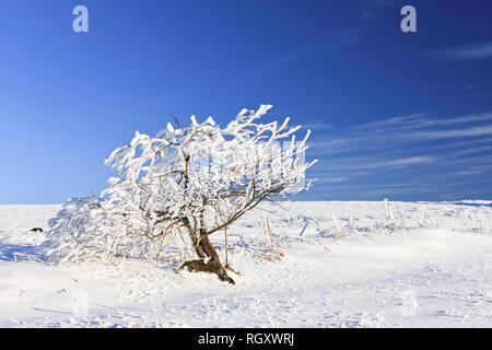 Junge Baum, trotz Eis und Schnee auf den Gipfeln (Wasserkuppe), Biosphäre, Rhön, Hessen, Deutschland, Europa Stockfoto