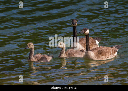 Schönen Kanada Gänse Familie, einschließlich 2 Gänschen, in Wasser, das zum Baden im späten Frühling Tag in Alberta im kanadischen Prärien Stockfoto