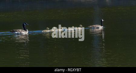 Schönen Kanada Gänse Familie, einschließlich 5 Gänschen, in Wasser, das zum Baden im späten Frühling Tag Tag in Alberta im kanadischen Prärien Stockfoto