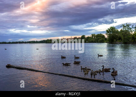 Parc de la Merci in Montreal, mit einem unglaublichen Sonnenuntergang auf dem Fluss reflektiert und eine Familie von Goose schwimmen in Ihr Stockfoto