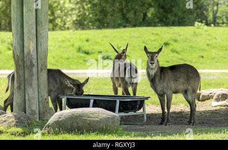 Die Wasserböcke (Kobus ellipsiprymnus) ist eine Antilope in sub-Saharan Afrika Stockfoto