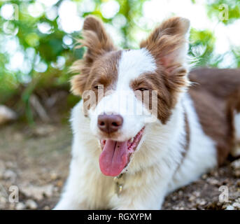 Braun Border Collie Hund auf dem Boden sitzend Stockfoto