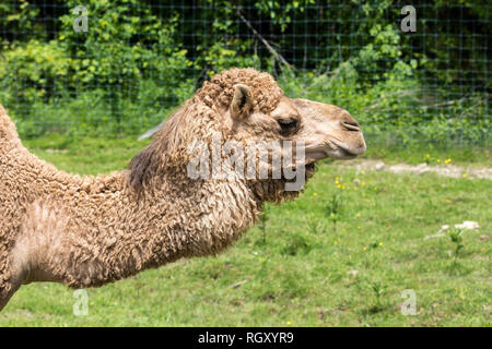 Profil Porträt einer Dromadery, auch genannt der Arabischen Kamel, ist der höchste der drei Arten von Kamel mit einem Buckel auf dem Rücken Stockfoto