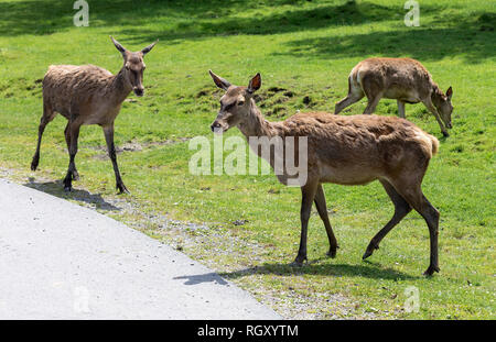 Rotwild (Cervus elaphus) auf grünem Gras Hintergrund im Zoo Stockfoto