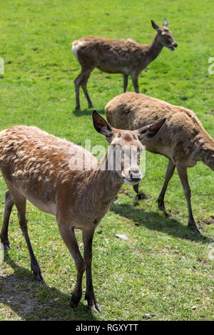 Rotwild (Cervus elaphus) auf grünem Gras Hintergrund im Zoo Stockfoto