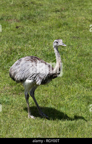 Portrait einer Rhea Vogel im Zoo Stockfoto