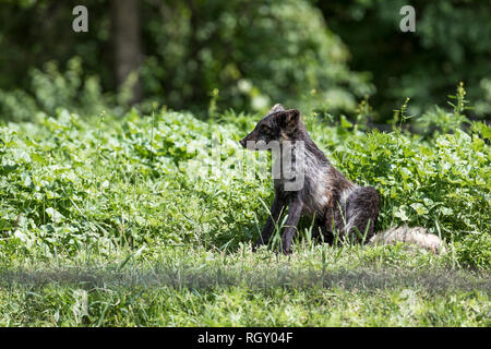 Arctic fox mit einer sehr effektiven Sommer camouflage zur Annahme eines Braun oder Grau aussehen, die unter den Felsen des Sommer Tundra und Pflanzen bietet Stockfoto