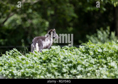 Arctic fox mit einer sehr effektiven Sommer camouflage zur Annahme eines Braun oder Grau aussehen, die unter den Felsen des Sommer Tundra und Pflanzen bietet Stockfoto