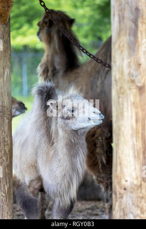 Zwei humped Baktrischen baby-Camel, mit der Mutter im Hintergrund, im Zoo Stockfoto