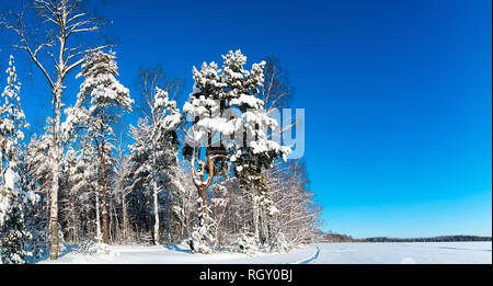 Verschneiten Wald auf einem hellen, sonnigen Tag. Winterlandschaft. Russland, Leningrad Region. Stockfoto