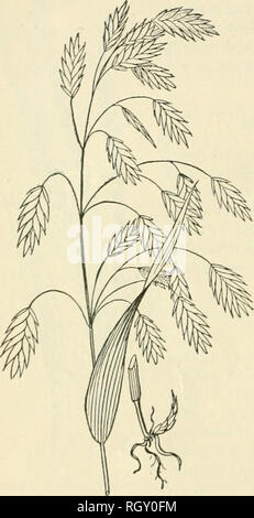 . Bulletin. Gramineae -- United States; Futterpflanzen - Vereinigte Staaten. 74 Nr. 246. Triticum aestivum Linn. Weizen. Weizen in seinen vielen Sorten ist eines der wichtigsten des wahren Gräser. Es ist eine der ältesten Kulturpflanzen wie Getreide, Körner in sehr alten ägyptischen Monumente gefunden wurde, zurückgehend auf 2, 0.500 oder 3.000 B, C. Die zahlreichen Sorten sind durch die Festigkeit der Achse der Spike (kontinuierliche) unterschieden, oder seine Sprödigkeit (Artikulieren); durch das Vorhandensein oder Fehlen von grannen oder Bart; durch die Farbe der chalf, Farbe und Größe der Körner. Triticum astirnm sp Stockfoto