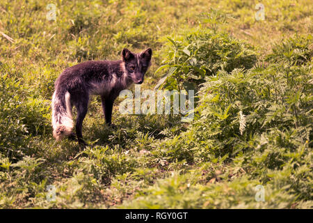 Arctic fox mit einer sehr effektiven Sommer camouflage zur Annahme eines Braun oder Grau aussehen, die unter den Felsen des Sommer Tundra und Pflanzen bietet Stockfoto