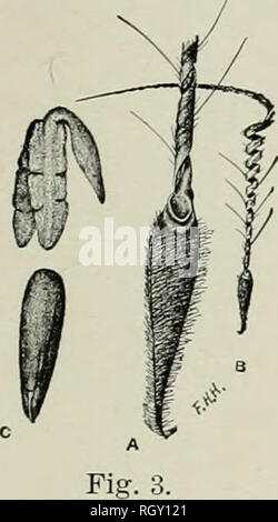 . Bulletin. Tiere -- United States; Vögel - United States. Abb. 2.. Bitte beachten Sie, dass diese Bilder sind von der gescannten Seite Bilder, die digital für die Lesbarkeit verbessert haben mögen - Färbung und Aussehen dieser Abbildungen können nicht perfekt dem Original ähneln. extrahiert. In den Vereinigten Staaten. Büro der biologischen Umfrage. Washington: G. S. O. Stockfoto