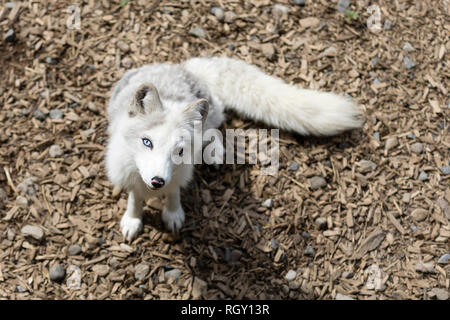 Kleinen Weißen arktischen Fuchs (Vulpes lagopus) mit besonderen Augen, die in der Sommersaison im Zoo Stockfoto