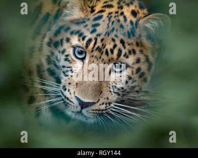 Amur leopard Panthera pardus orientalis CAPTIVE Stockfoto
