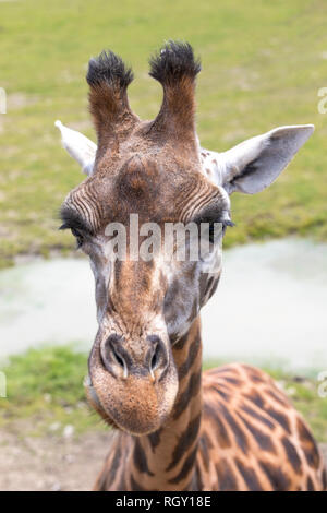 Giraffe im Zoo, bis Portrait schließen Stockfoto