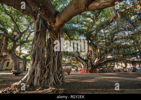 Das Banyan Tree in Lahaina (Maui, HI) Stockfoto