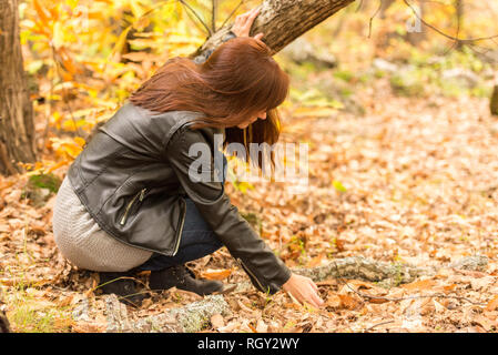 Eine junge Frau nimmt die Kastanien auf dem Boden in einem herbstlichen Wald gefallen Stockfoto