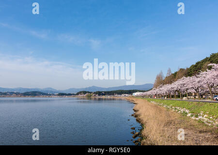 Cherry Blossom Park in Gyeongpodae See, Tainan City, Stockfoto