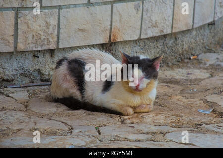 Von einem Kränkelnden jungen Schwarzen und Weißen street Cat in Istrien, Kroatien Stockfoto