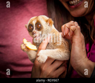 Streichelzoo ein lemur in einem schwimmenden Markt in Thailand. Tier Tourismus in Thailand. Stockfoto