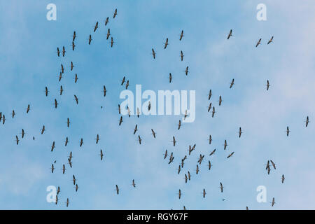 Belarus. Scharen von Kranichen oder Eurasische Kraniche fliegen In sonnigen blauen Herbsthimmel während ihrer Winter Migration. Gemeinsame Kran oder Grus Grus. Stockfoto