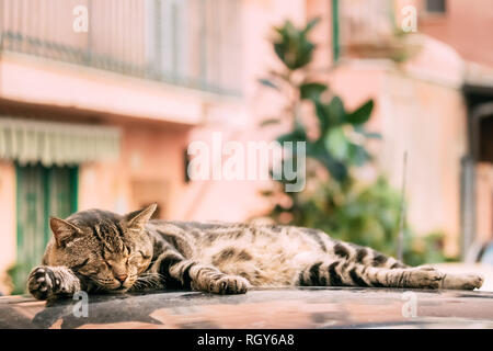 Friedliche Grau Tabby Cat Kitten männlich Schlafen auf dem Dach des Autos. Stockfoto