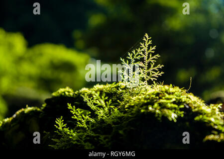 Detail einer kleiner Baum, wachsen aus Moss Stockfoto