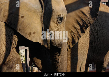 Schönes Baby Elefant In Karachi Zoo Stockfoto