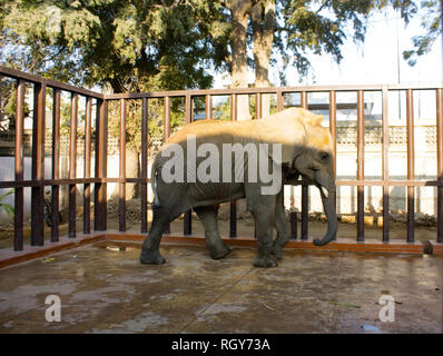 Schönes Baby Elefant In Karachi Zoo Stockfoto