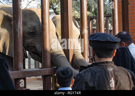 Schönes Baby Elefant In Karachi Zoo Stockfoto