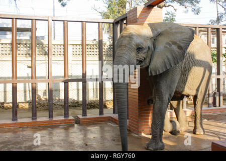 Schönes Baby Elefant In Karachi Zoo Stockfoto