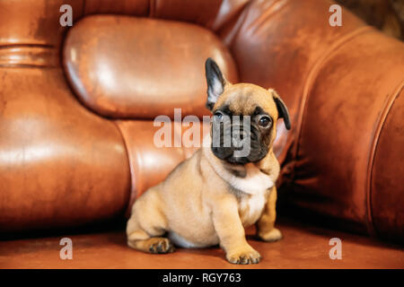 Junge französische Bulldogge hunde Welpen Sitzen auf dem roten Sofa Indoor. Lustig Hund Baby Stockfoto