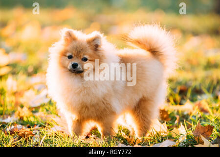 Junge rote Welpen Pomeranian Spitz Welpe Hund Posing Outdoor im Herbst Gras. Stockfoto