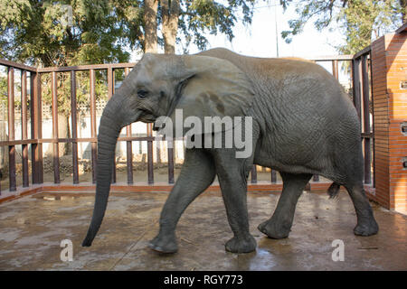 Schönes Baby Elefant In Karachi Zoo Stockfoto