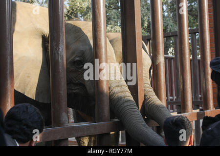 Schönes Baby Elefant In Karachi Zoo Stockfoto